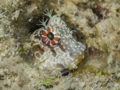 Crossosalarias macrospilus