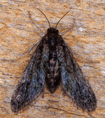 Elophila tinealis