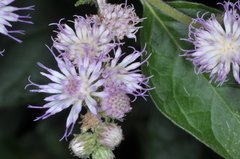 Cyrtocymura scorpioides