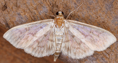 Herpetogramma pertextalis
