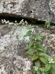 Buddleja racemosa