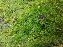 Pallavicinia