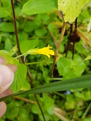 Erythranthe michiganensis