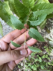 Buddleja racemosa
