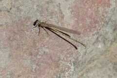 Argia apicalis