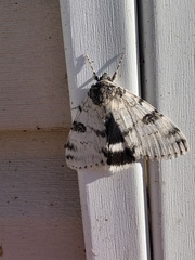 Catocala relicta