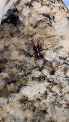 Herpyllus ecclesiasticus