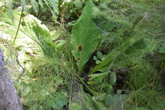 Lysichiton americanus