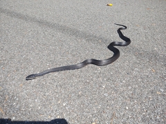 Pantherophis alleghaniensis