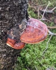 Fomitopsis mounceae