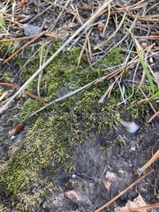 Hedwigia ciliata