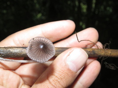Setulosi