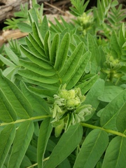 Astragalus americanus