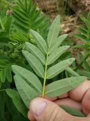 Astragalus americanus