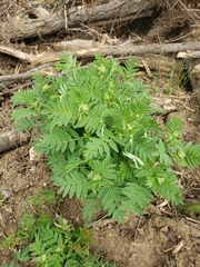 Astragalus americanus