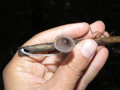 Setulosi