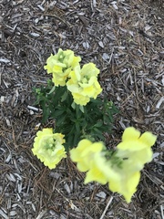 Antirrhinum
