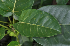 Ficus luschnathiana