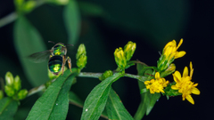 Augochloropsis metallica
