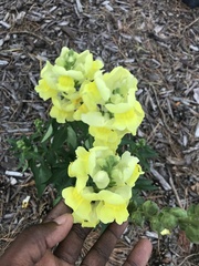 Antirrhinum