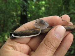 Setulosi
