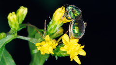 Augochloropsis metallica