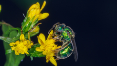 Augochloropsis metallica