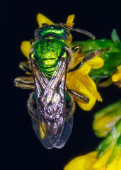 Augochloropsis metallica