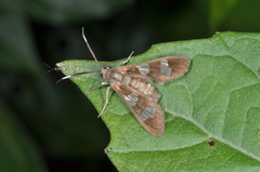Phoenicoprocta teda