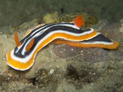 Chromodoris magnifica