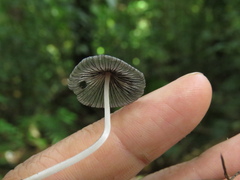Setulosi