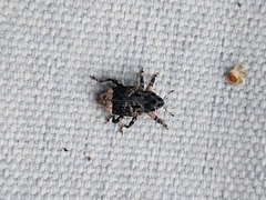 Cryptorhynchus lapathi