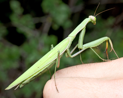 Mantidae