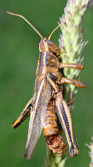 Entomophaga grylli