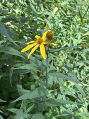 Helianthus