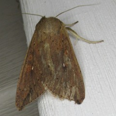 Mythimna unipuncta