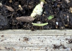 Trigonotylus caelestialium