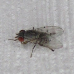 Odiniidae