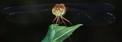 Sympetrum vicinum