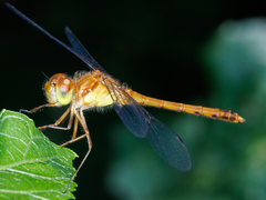 Sympetrum vicinum