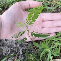 Chamaecrista