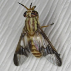 Chrysops celatus