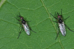 Dilophus