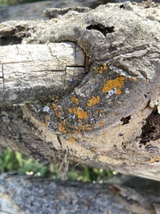 Polycauliona polycarpa