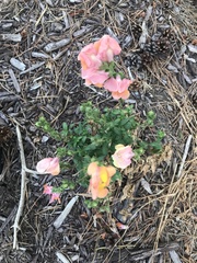 Antirrhinum