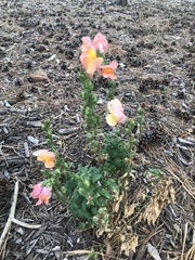Antirrhinum