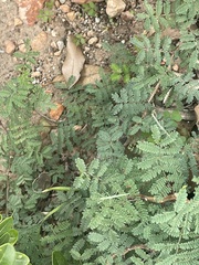 Mimosa texana