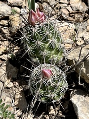Neolloydia conoidea