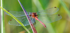 Sympetrum rubicundulum