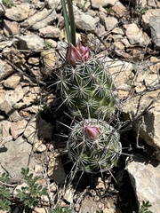 Neolloydia conoidea